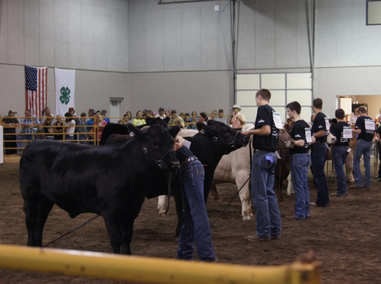 4-H members with cows