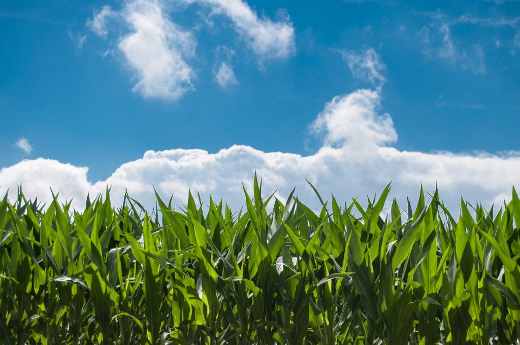Click for Pioneer Farm Family Info